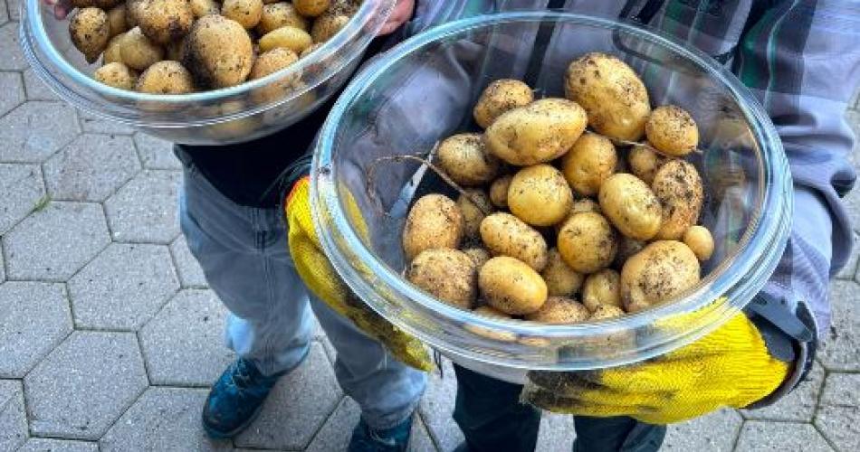 Kartoffelernte